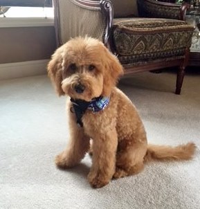 5 month old toy poodle